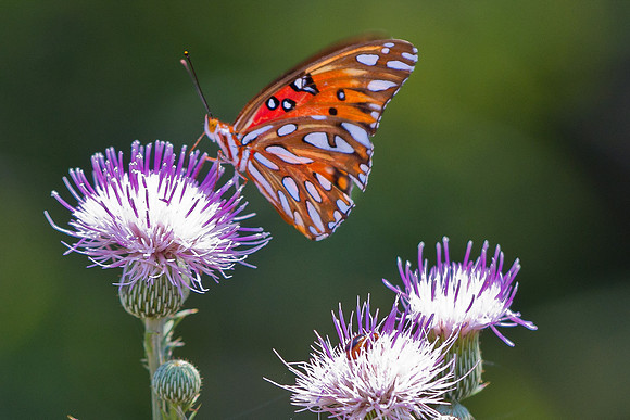 Gulf Fritillary
