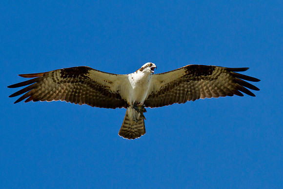 Osprey