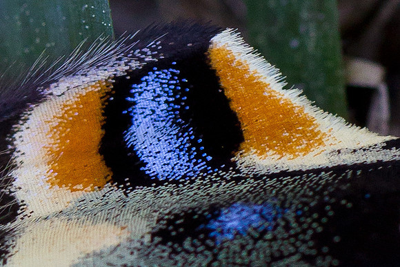Butterfly Wing