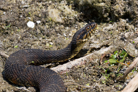 Florida Water Snake
